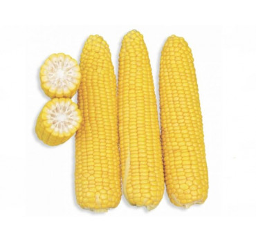 Кукурудза Добриня, Lark seeds