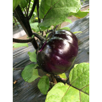 Баклажан Джас F1, Spark seeds