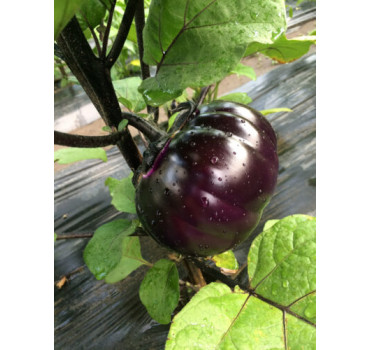 Баклажан Джас F1, Spark seeds