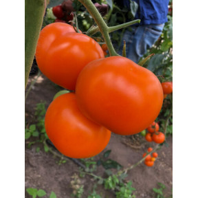 Томат Єллоу Пешен F1, Spark seeds