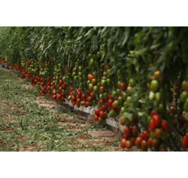 Томат Ельза F1, Spark seeds