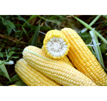 Кукурудза Форвард F1, Spark seeds