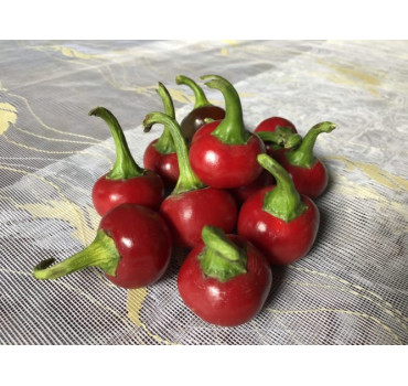 Перець Глобус F1, Spark seeds