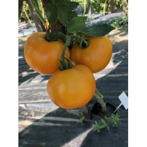 Томат Єллоу Болл F1, Spark seeds