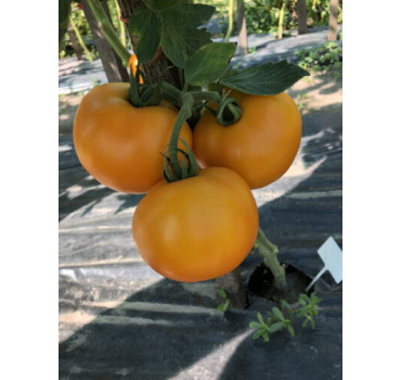 Томат Єллоу Болл F1, Spark seeds