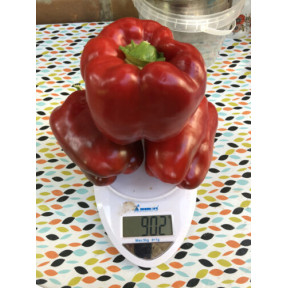 Перець 1601 F1, Spark seeds