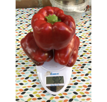 Перець 1601 F1, Spark seeds