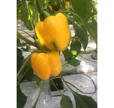 Перець Віват F1, Spark seeds