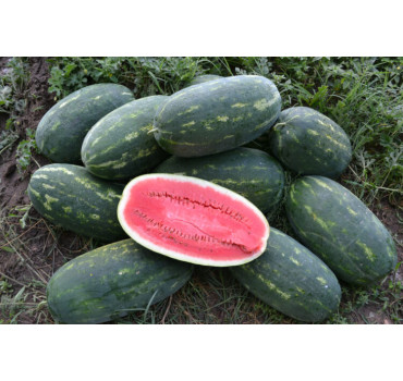 Кавун Юммі F1, Lark seeds