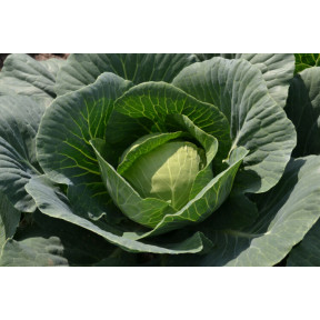 Капуста Капітал F1, Lark seeds