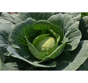 Капуста Капітал F1, Lark seeds