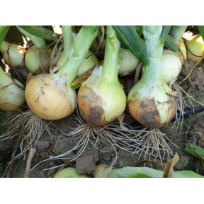 Цибуля Кейс F1, Spark seeds Цибуля Кейс F1, Spark seeds