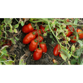 Томат Харді F1, Spark seeds Томат Харді F1, Spark seeds