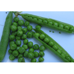 Горох Кінгсайз, Spark seeds