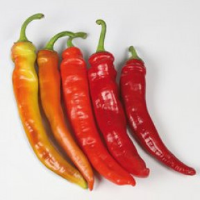 Перець гострий KS 6215 F1, Kitano Seeds