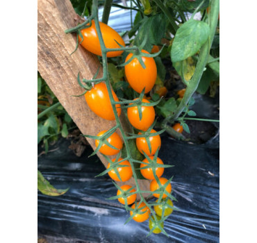 Томат Мінікін F1, Spark seeds