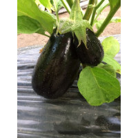 Баклажан Модар F1, Spark seeds