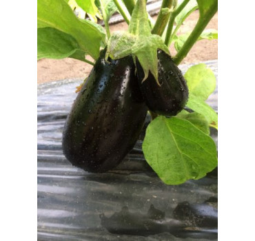 Баклажан Модар F1, Spark seeds