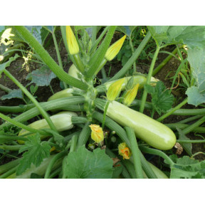 Кабачок Немо F1, Spark seeds