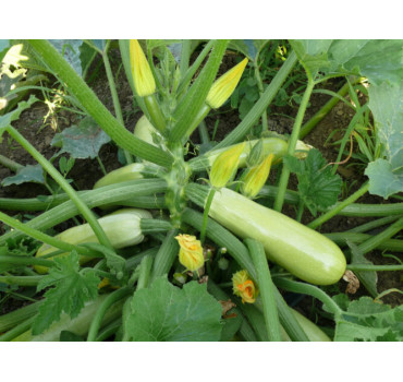 Кабачок Немо F1, Spark seeds