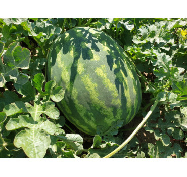 Кавун Оранж Лакшері F1, Lark seeds