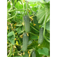 Огірок ZKI-104 F1, Lark seeds