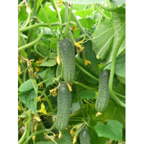 Огірок ZKI-104 F1, Lark seeds