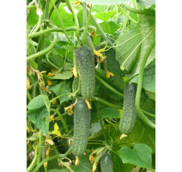 Огірок ZKI-104 F1, Lark seeds