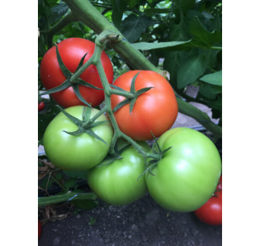 Томат Песадо F1, Spark seeds