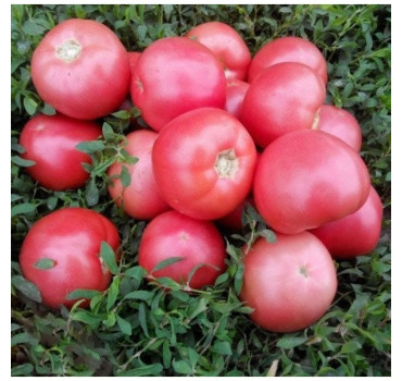 Томат Пінк Світнес F1, Spark seeds