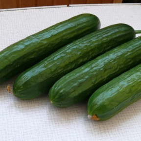 Огірок Піс F1, Spark seeds