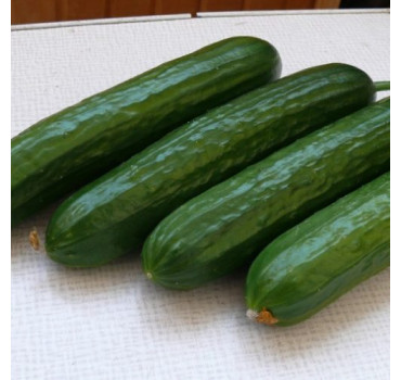 Огірок Піс F1, Spark seeds