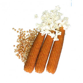 Кукурудза Естрелла F1, Spark seeds