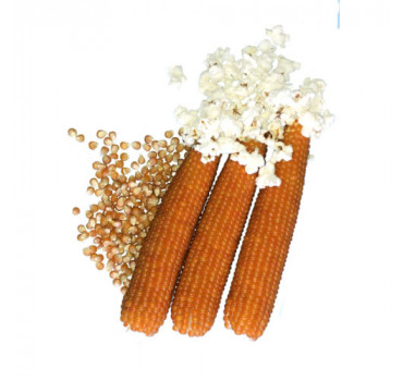 Кукурудза Естрелла F1, Spark seeds