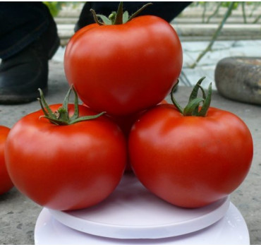 Томат Прайд F1, Spark seeds