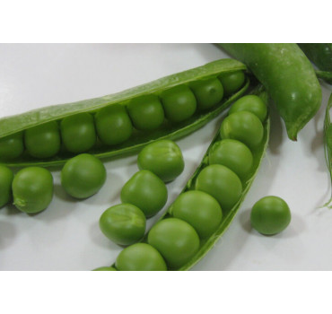 Горох Продіджі, Spark seeds