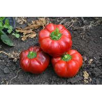 Перець Ред Булл F1, Spark seeds