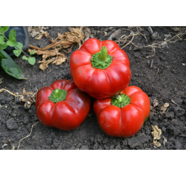 Перець Ред Булл F1, Spark seeds