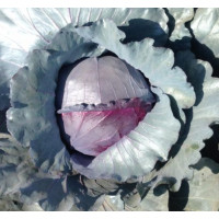 Капуста Ред Класс F1, Spark seeds