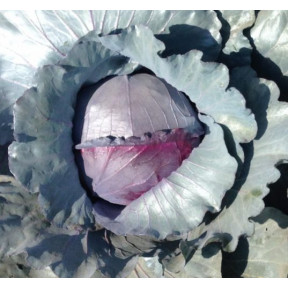 Капуста Ред Класс F1, Spark seeds