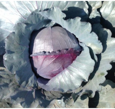 Капуста Ред Класс F1, Spark seeds