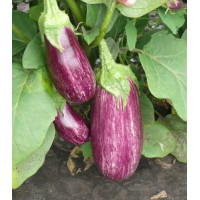 Баклажан Ріко F1, Spark seeds