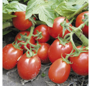 Томат Ріо Гранде F1, Spark seeds