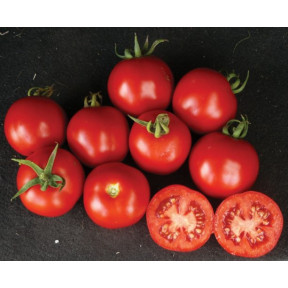 Томат Шаста F1, Lark seeds Томат Шаста F1, Lark seeds