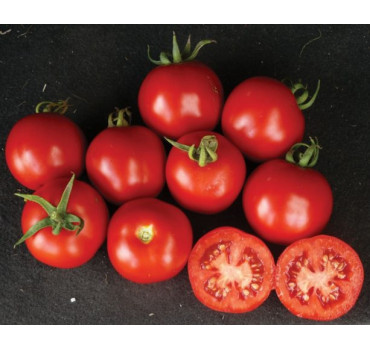 Томат Шаста F1, Lark seeds