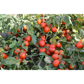 Томат Шкіпер F1, Spark seeds Томат Шкіпер F1, Spark seeds