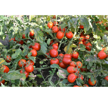 Томат Шкіпер F1, Spark seeds