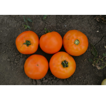 Томат Солідо F1, Spark seeds