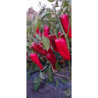 Перець Спарк F1, Lark seeds