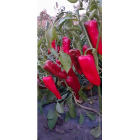 Перець Спарк F1, Lark seeds